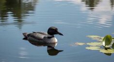 lone loon